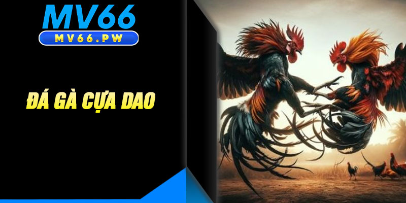Đá Gà Cựa Dao